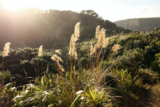Toetoe plant, also known as Austroderia.