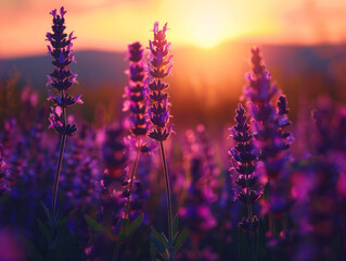 Lavender Flowers at Sunset in Blooming Field