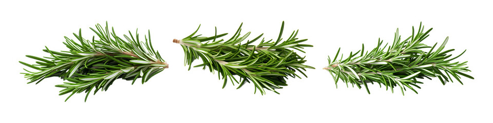 Rosemary Isolated on transparent background, (PNG).
