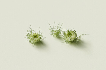 Three buds of white Nigella damascena flower on beige background