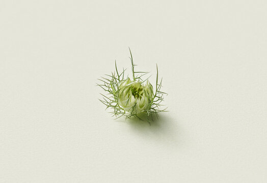 Single bud of commonly known flower as love-in-a-mist in studio