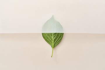 Fresh green leaf halfly covered with white tracing paper