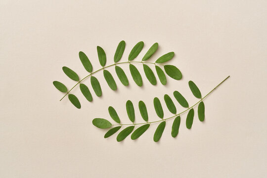 Minimalist arrangement of two tamarind branches on beige background