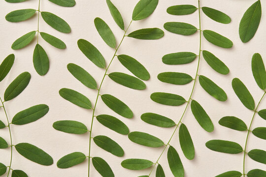 Natural pattern of tamarind thin branches with green leaves