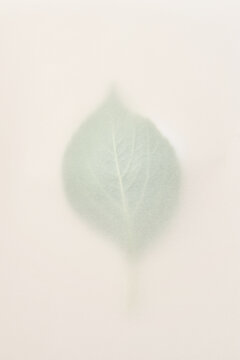 Natural green leaf lying on beige background under white tracing paper