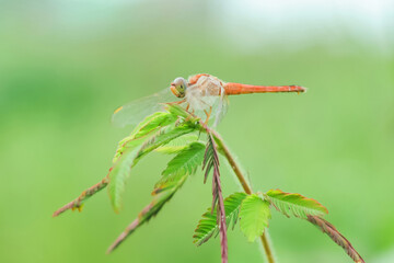 A red-veined darter or nomad dragonfly is perched on a branch
