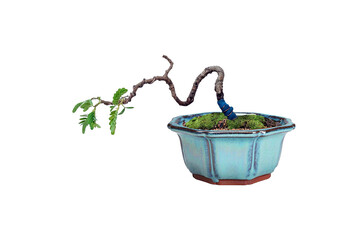 Tamarind trees grown from seeds Can be bent to shape as imagined. Make a bonsai