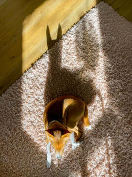 A basenji sitting in a sun spot, creating a long shadow