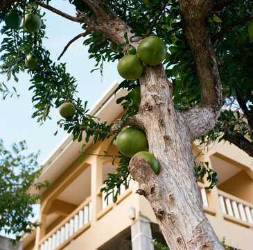 Calabash tree in yard on Bequia