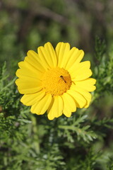 wild yellow flower with mini bee flying insect