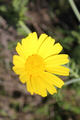 yellow wildflower blown by the wind