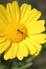 close up wild yellow flower with a little bee