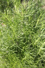 closeup of miniature pine texture in winter