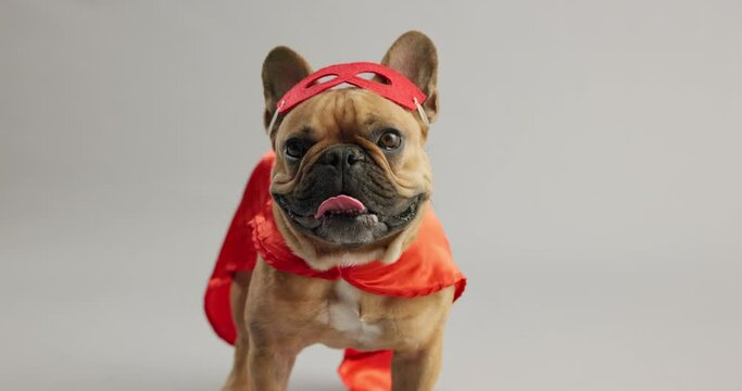 Pet, dog and face in superhero costume, outfit and tongue sticking out for birthday party, celebration and event theme. Mascot, French bulldog and puppy with red mask, cape and adorable animal