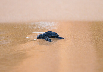 Olive Ridley Sea Turtle hatching on beach and struggling to the sea on Mirissa Beach, Sri Lanka