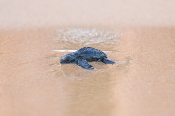 Olive Ridley Sea Turtle hatching on beach and struggling to the sea on Mirissa Beach, Sri Lanka