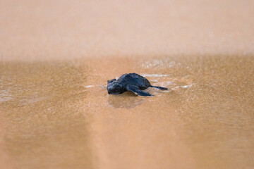 Olive Ridley Sea Turtle hatching on beach and struggling to the sea on Mirissa Beach, Sri Lanka