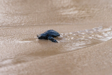 Olive Ridley Sea Turtle hatching on beach and struggling to the sea on Mirissa Beach, Sri Lanka