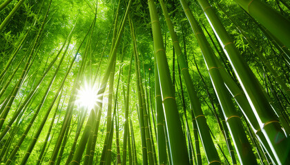 Sunlight filters through a dense bamboo forest, creating a vibrant and serene green canopy