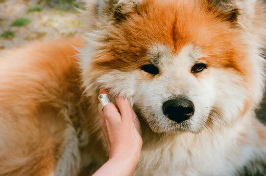 Woman's hand touching stroking the muzzle and fur of a fluffy red dog
