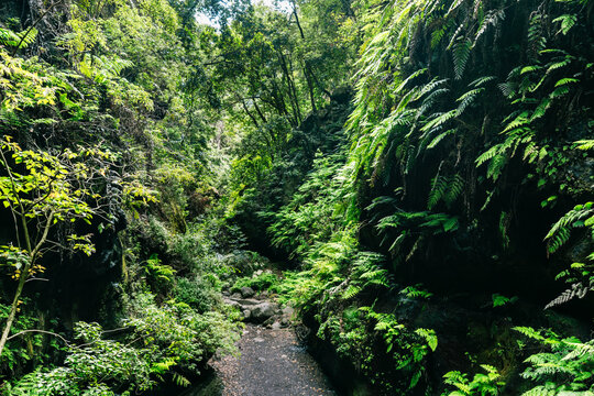 Fototapeta Rainforest