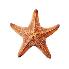 starfish isolated on white background