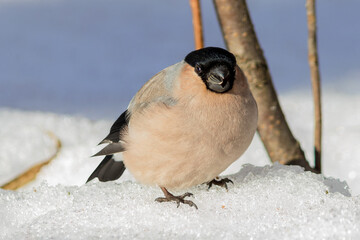 A common bullfinch (female) sits on the snow in a winter park.