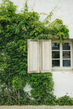 Vine covered wall