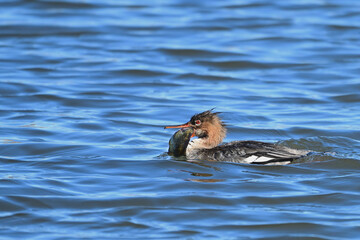 Female Red-breasted Merganser duck catching a fish