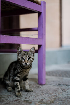 Cats of Lesvos 
