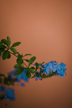 Blue Flowers 