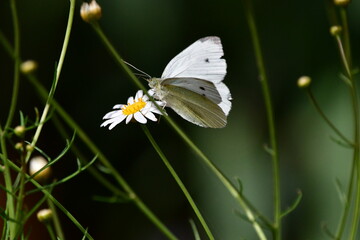 MARIPOSA