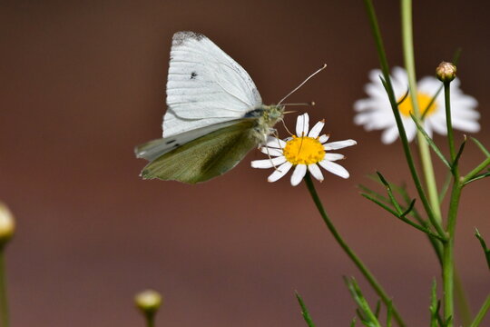 MARIPOSA