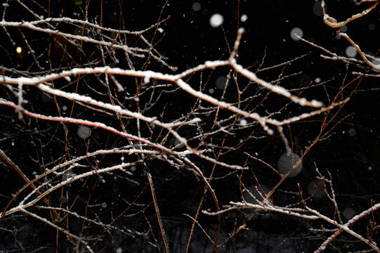 Branches covered with snow flash