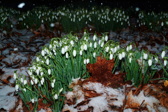Snowdrops flowers covered with snow, flash