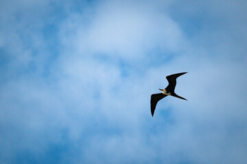 Frigatebird flying around in the blue sky