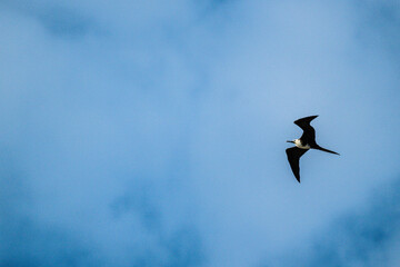 Frigatebird flying around in the blue sky