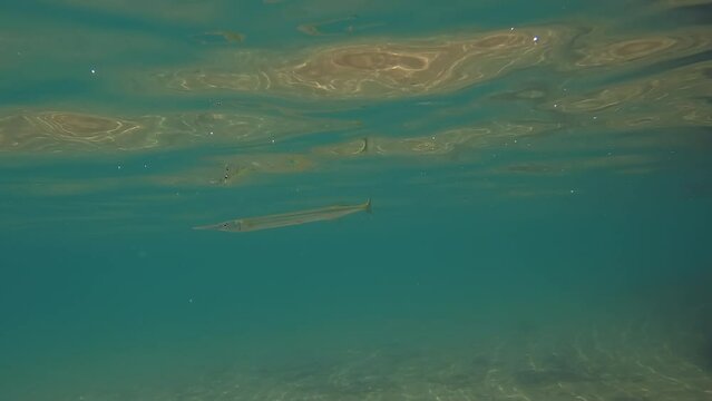 Atlantic Needle fish swims through tropical waters