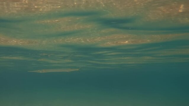 Two Atlantic Needle fish swimming at surface of tropical waters