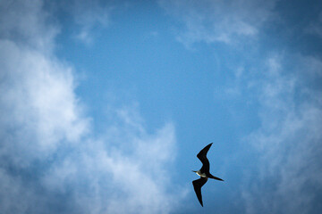 Frigatebird flying around in the blue sky