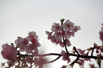 毎年2月上旬から咲き始め3月上旬までの約1ヶ月に渡り咲く早咲きの桜です