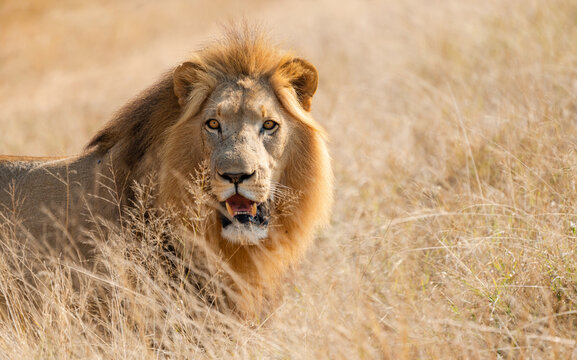 Male Lion in Africa