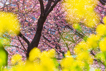 日本の風景・早春　静岡県河津町　満開の河津桜