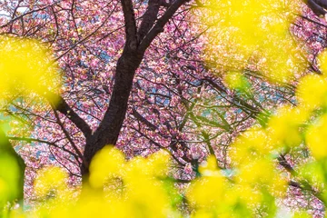 Foto op Plexiglas 日本の風景・早春　静岡県河津町　満開の河津桜 © Yuta1127