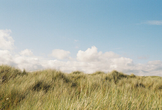 Landscape of high grass and blue sky