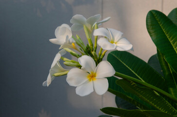 Bright white frangipani flowers on gray background