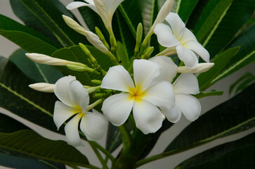 Fototapeta premium Blooms and buds of frangipani flowers