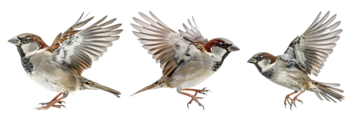 Foto op Canvas house sparrow bird flying on transparent background © Rehana