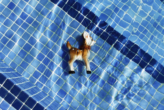 baby deer ornament in the swimming pool, 35mm film
