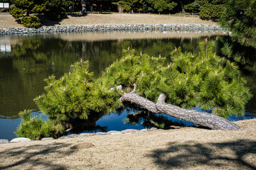 東京都浜離宮恩賜庭園池岸の松